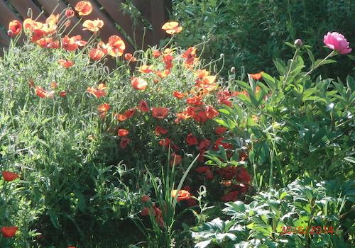 Garten zuletzt blühend