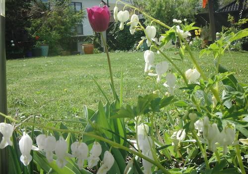 Garten zuletzt blühend
