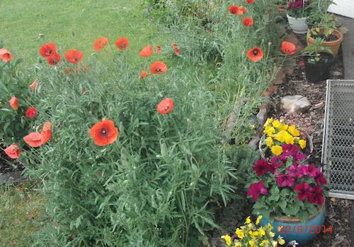 Garten zuletzt blühend