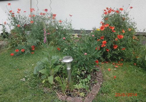Garten zuletzt blühend