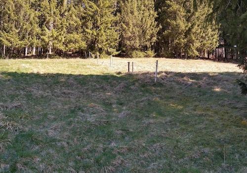 Blick zum Wald