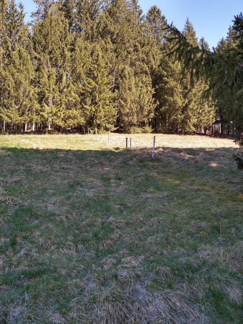 Blick zum Wald