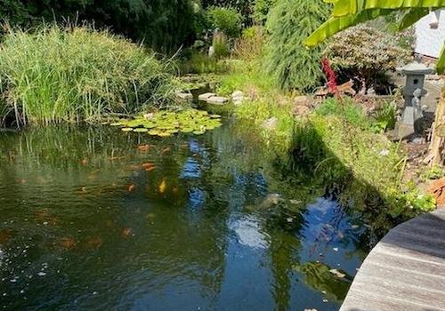 Teich