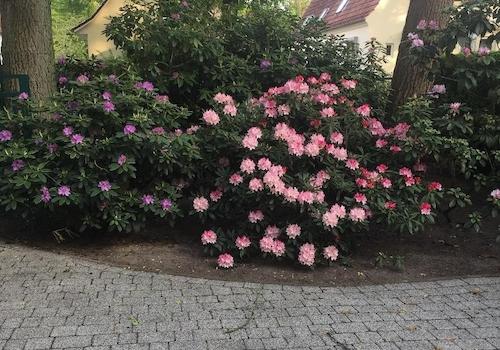 Hortensienhecke