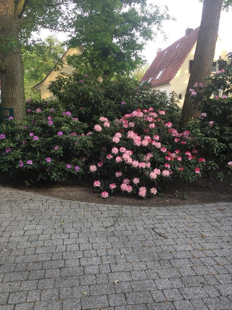 Hortensienhecke
