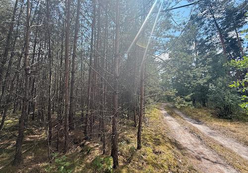 Blick vom Waldweg 