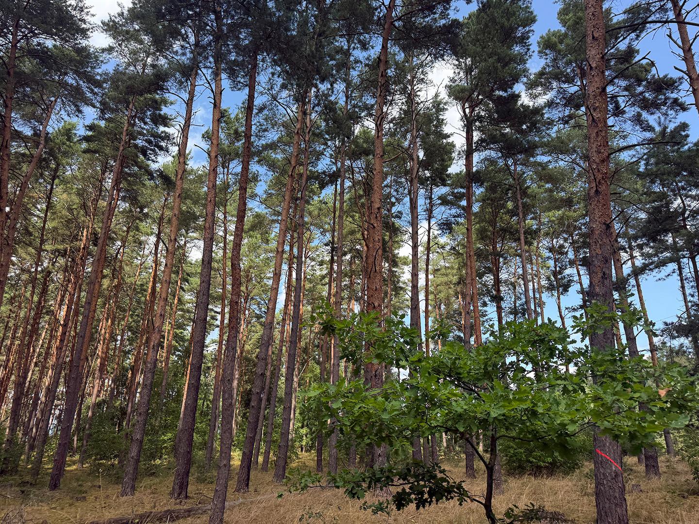 Blick in den Wald 