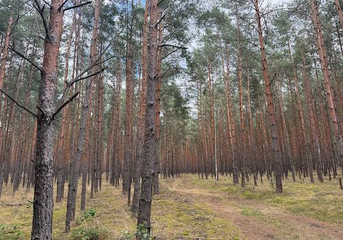 Blick in den Wald 