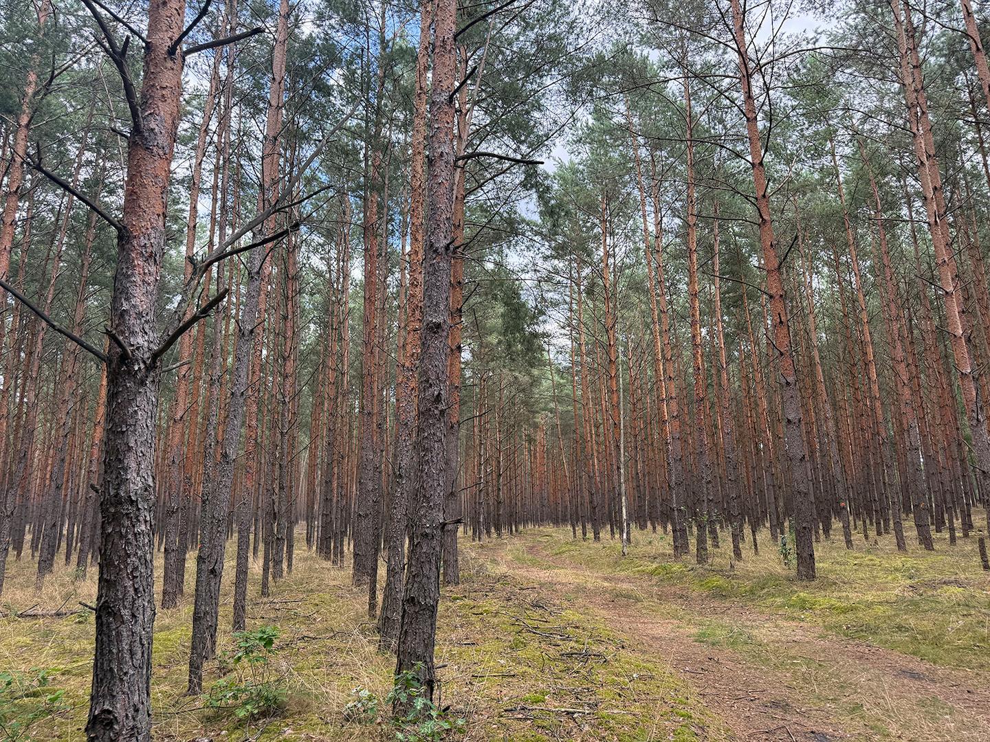 Blick in den Wald 
