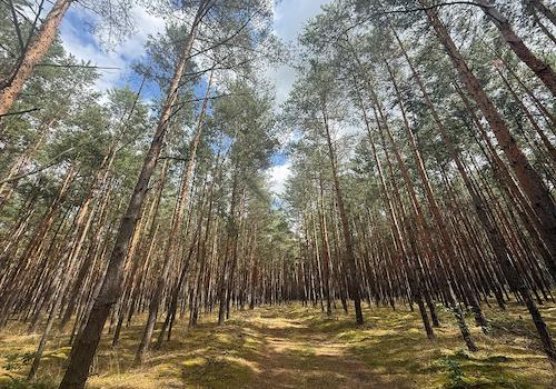 Blick in den Wald 