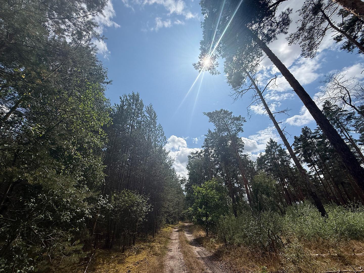 Blick vom Waldweg 