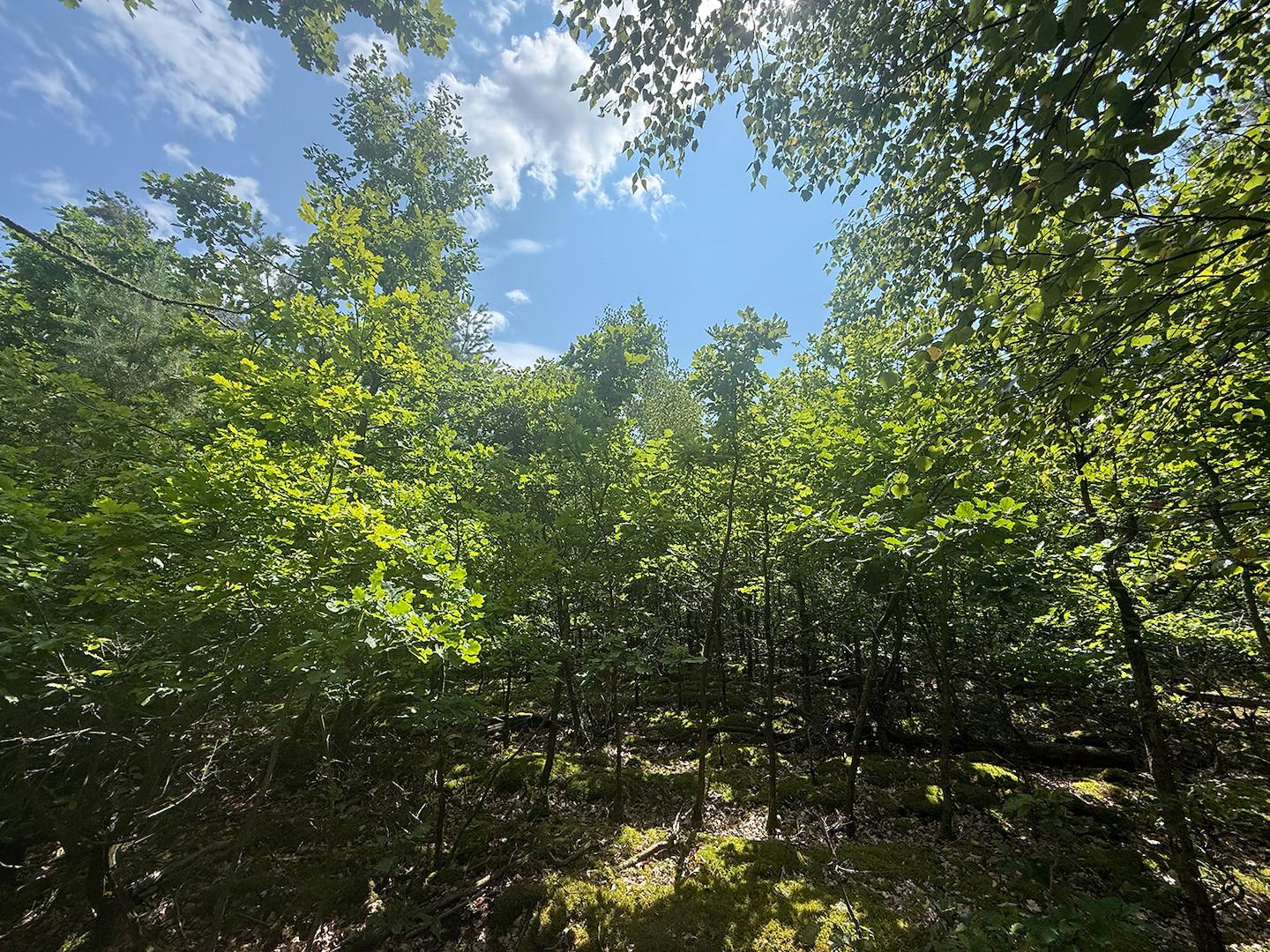 Blick auf den nachwachsenden Laubbestand 