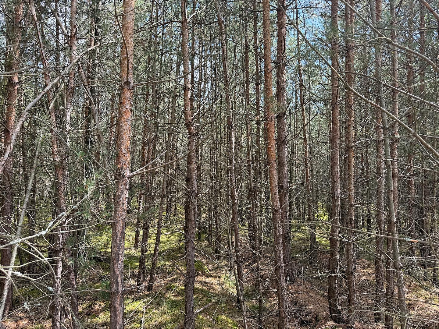 Blick in den Wald 