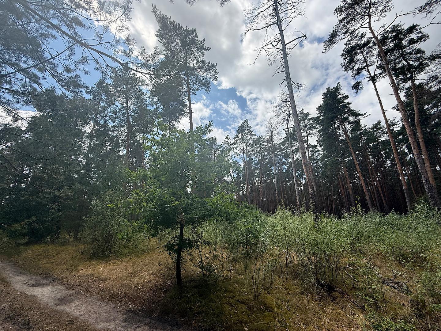 Blick vom Waldweg 