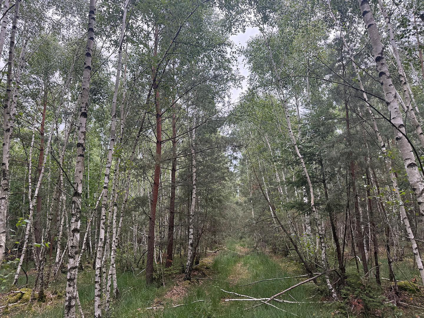 Blick in den Wald 