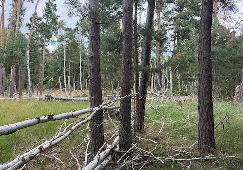 Blick in den Wald + Windbruch 
