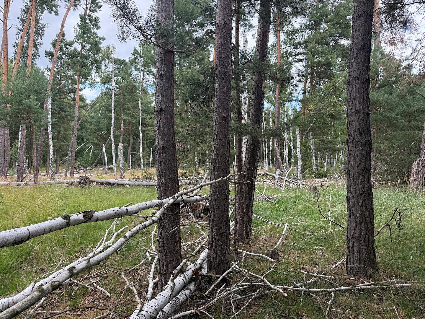 Blick in den Wald + Windbruch 