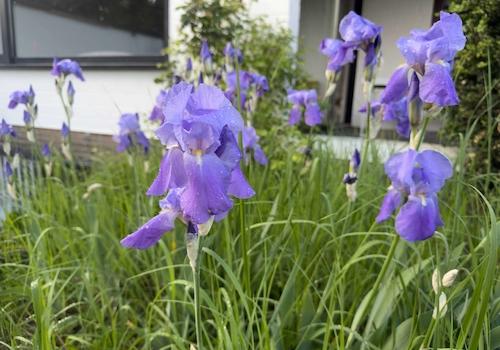 Lilien im Garten