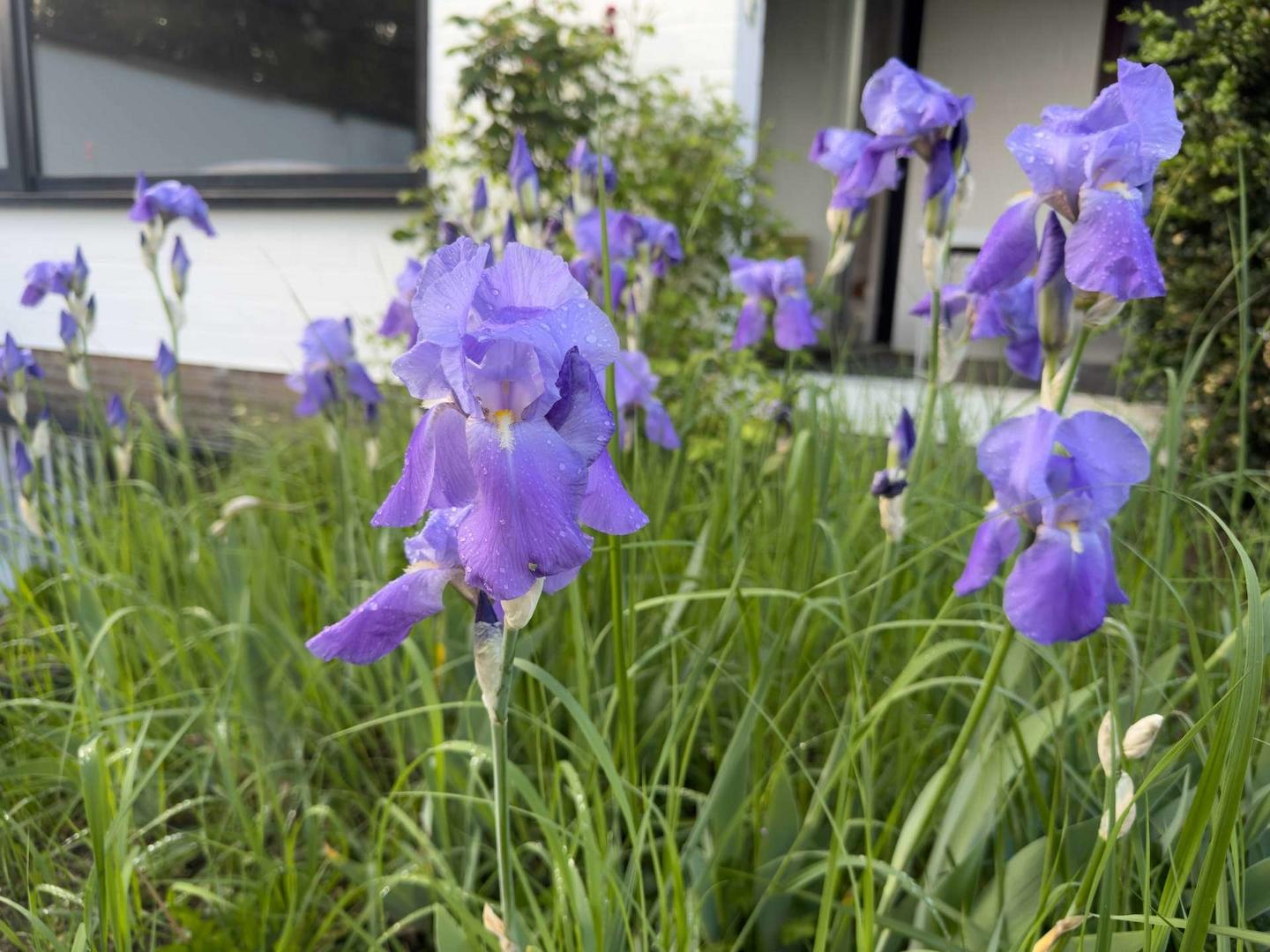 Lilien im Garten