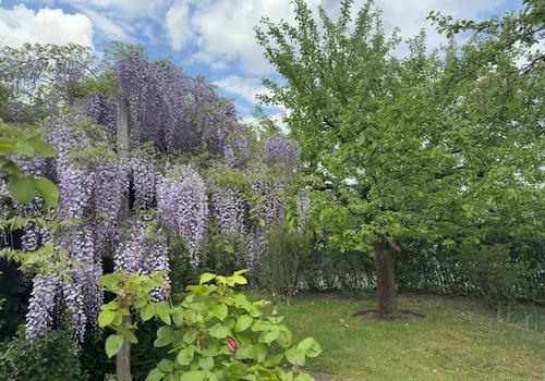 Gartenidylle