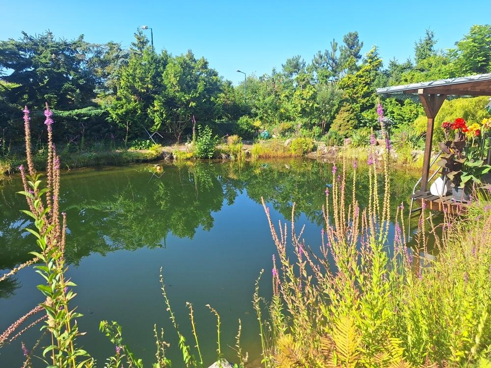 Blick auf den Teich