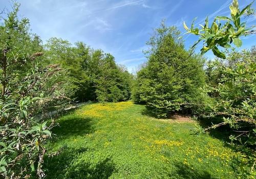 Aussicht in den Garten