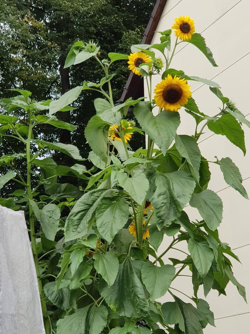 Leben in der Natur 