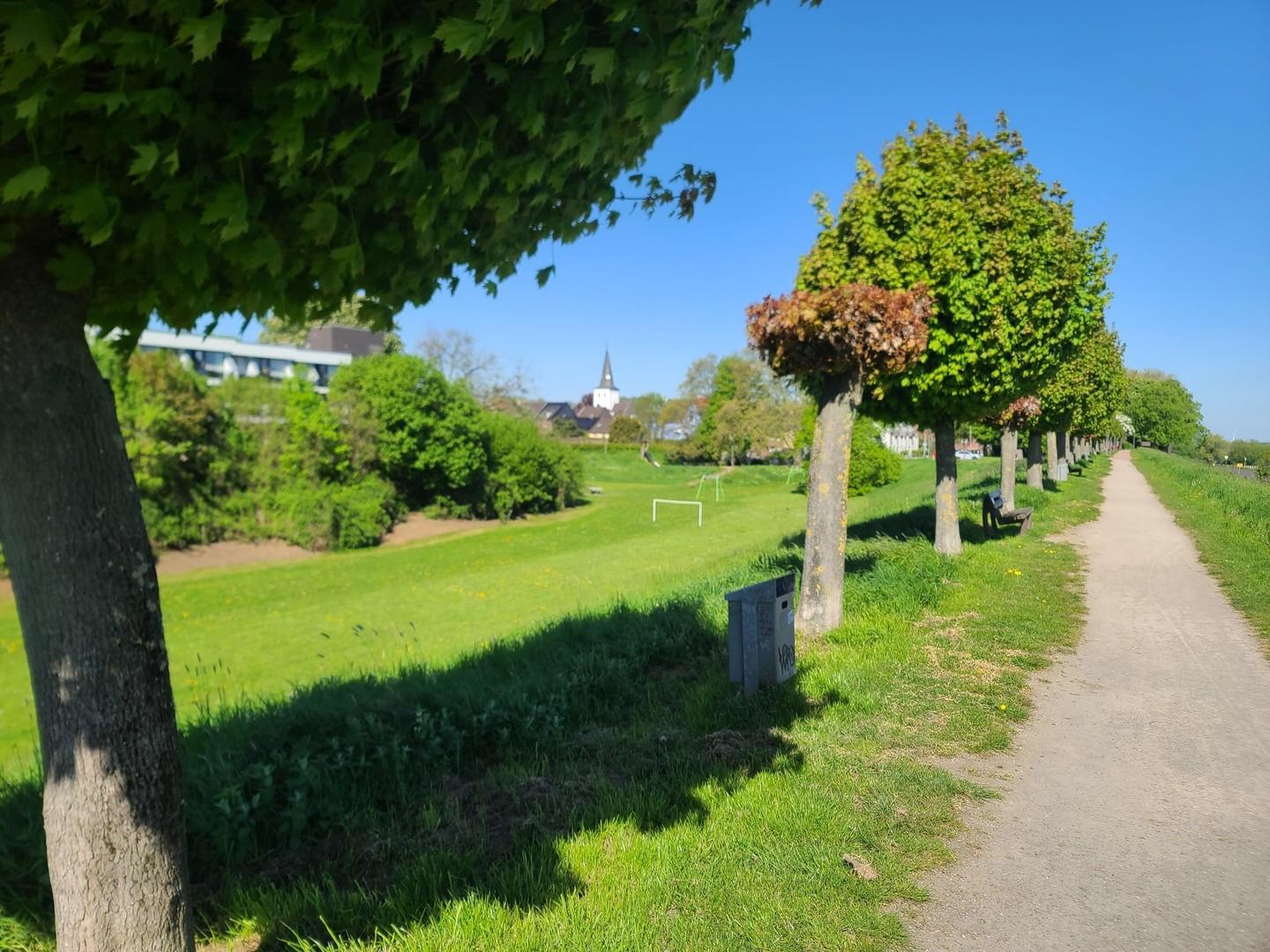 Rheindeich 1 Frühling