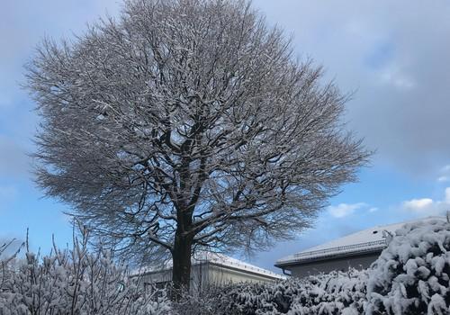 Gartenblick Winter