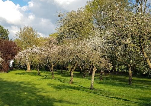 Obstplantage