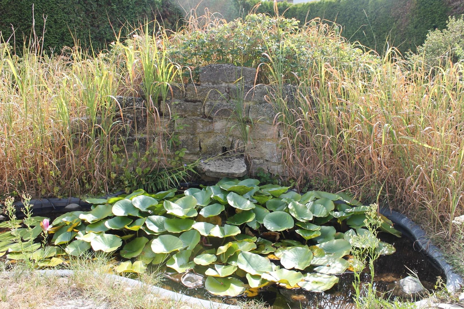 Seerosenteich