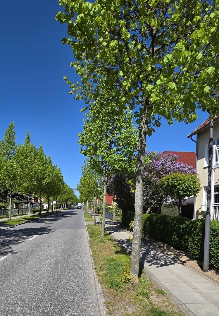 Neue Reihe