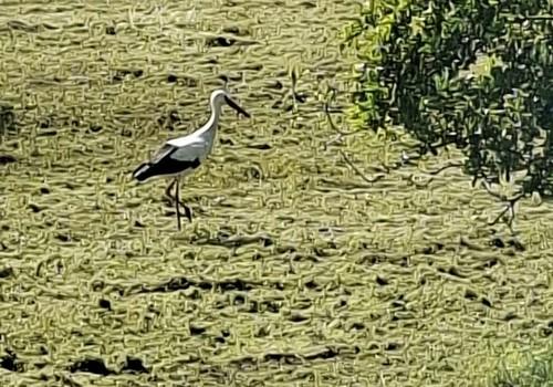 Natur pur auf Esgrusfeld