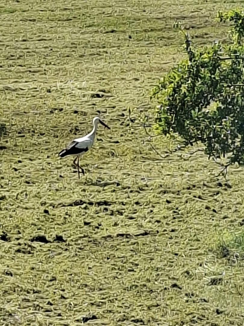 Natur pur auf Esgrusfeld