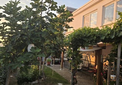 Terrasse und Garten 2