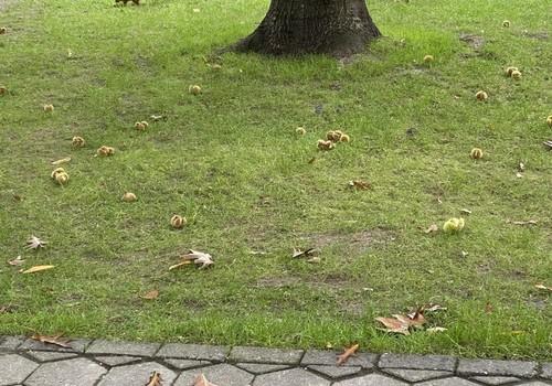 fröhliche Gartenbewohner
