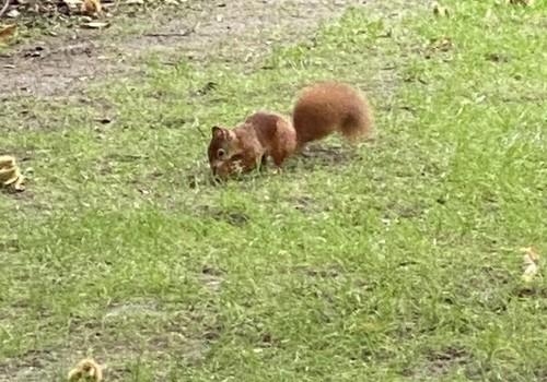 fröhliche Gartenbewohner