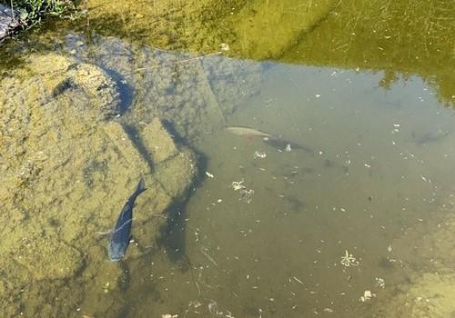 klares Teichwasser