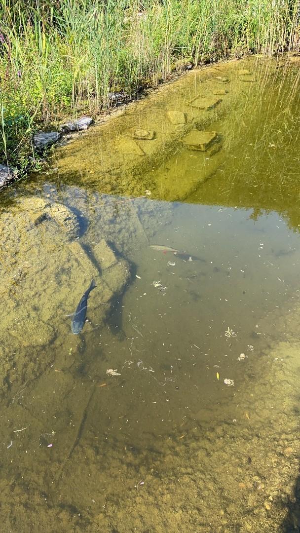 klares Teichwasser