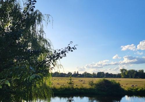 Blick über die Spreewiesen