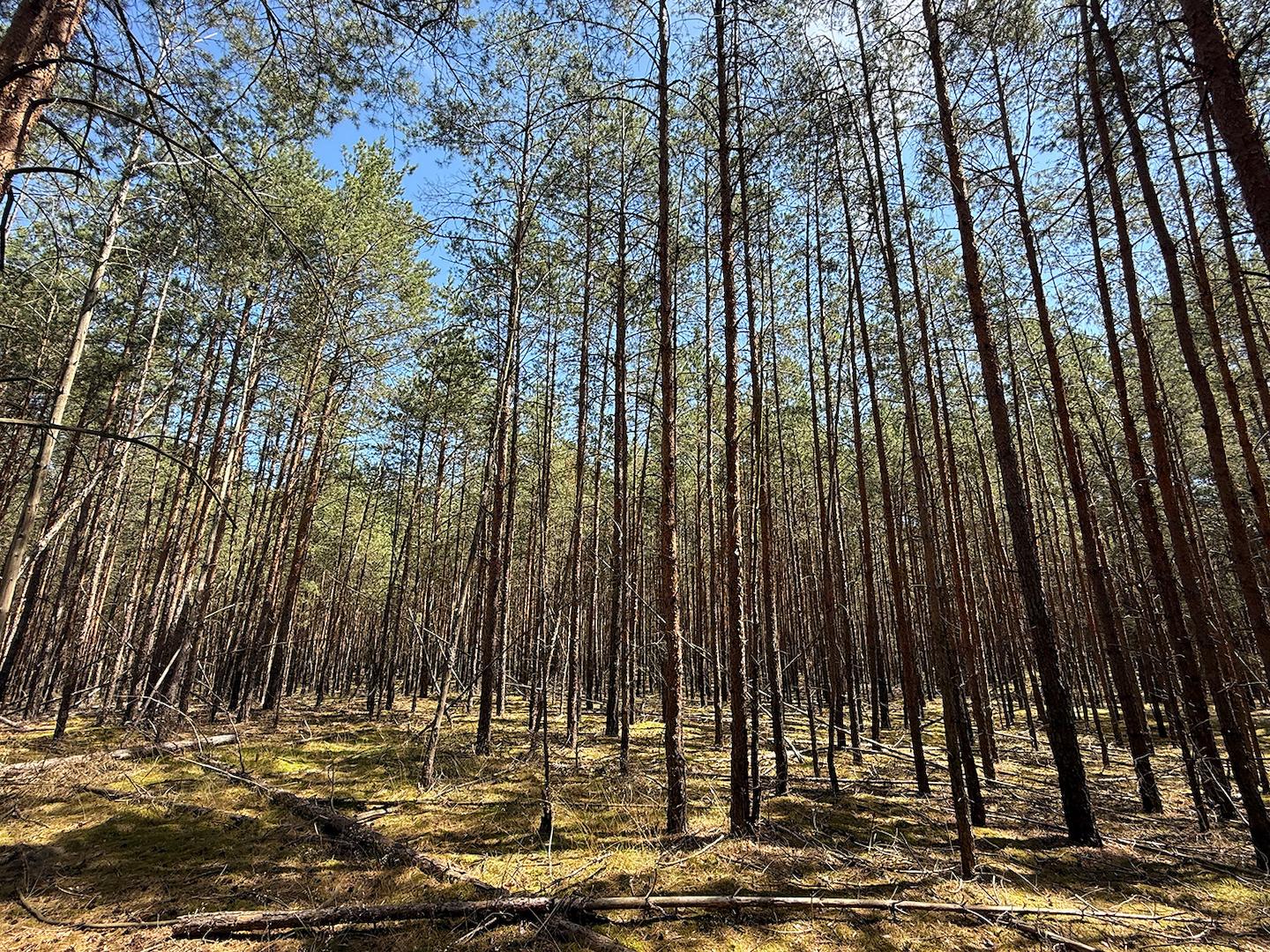 Blick in den Wald 