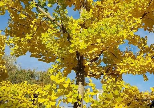 Ginko im Herbst