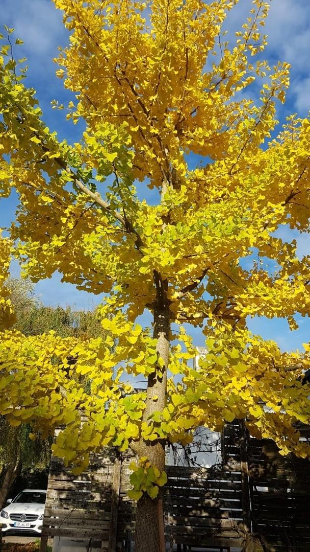 Ginko im Herbst