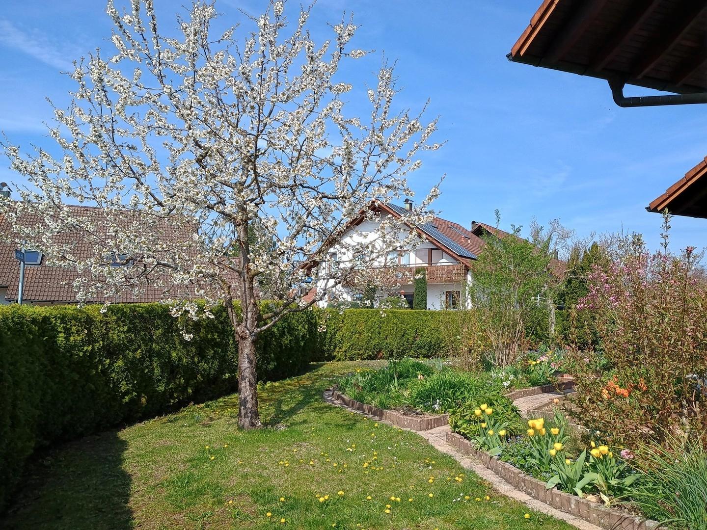 Kirschblüte