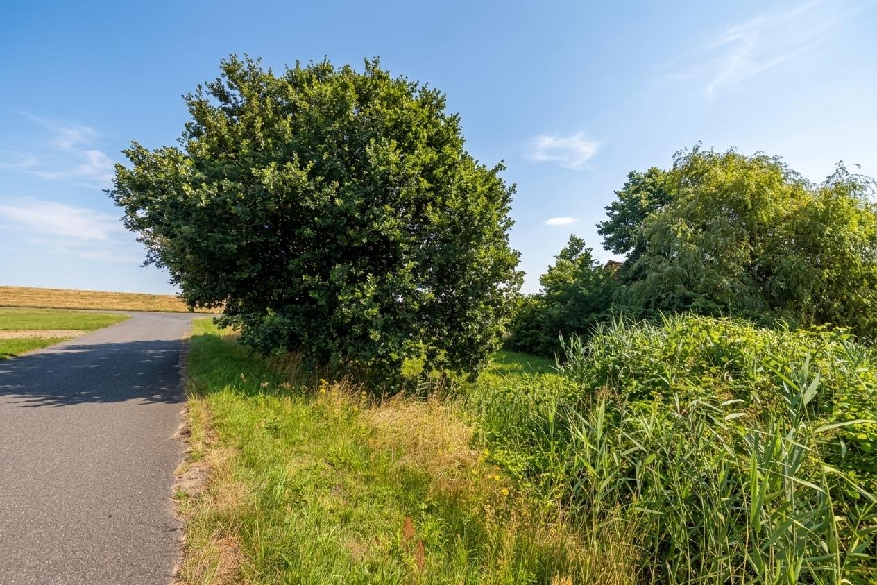 Blick von der Nebenstraße