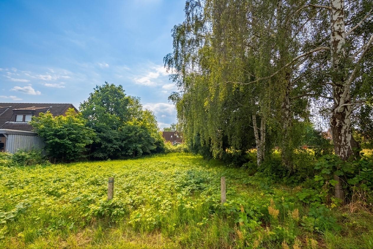 Baumreihe zur Nebenstraße