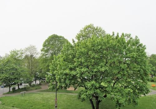 Aussicht  ... Park am Rathaus