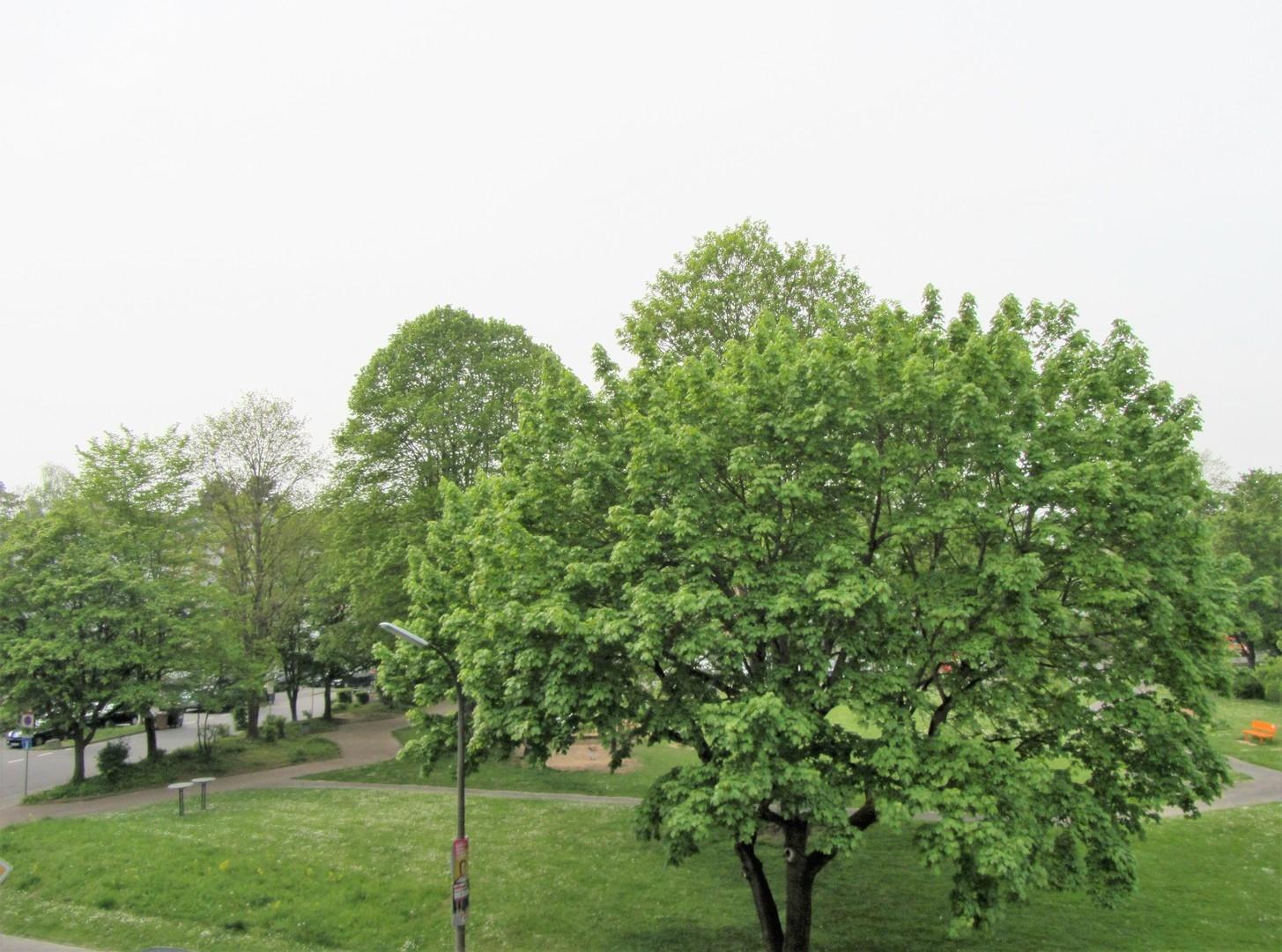 Aussicht  ... Park am Rathaus