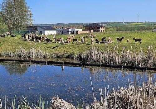 Tierpark Offenbergblick