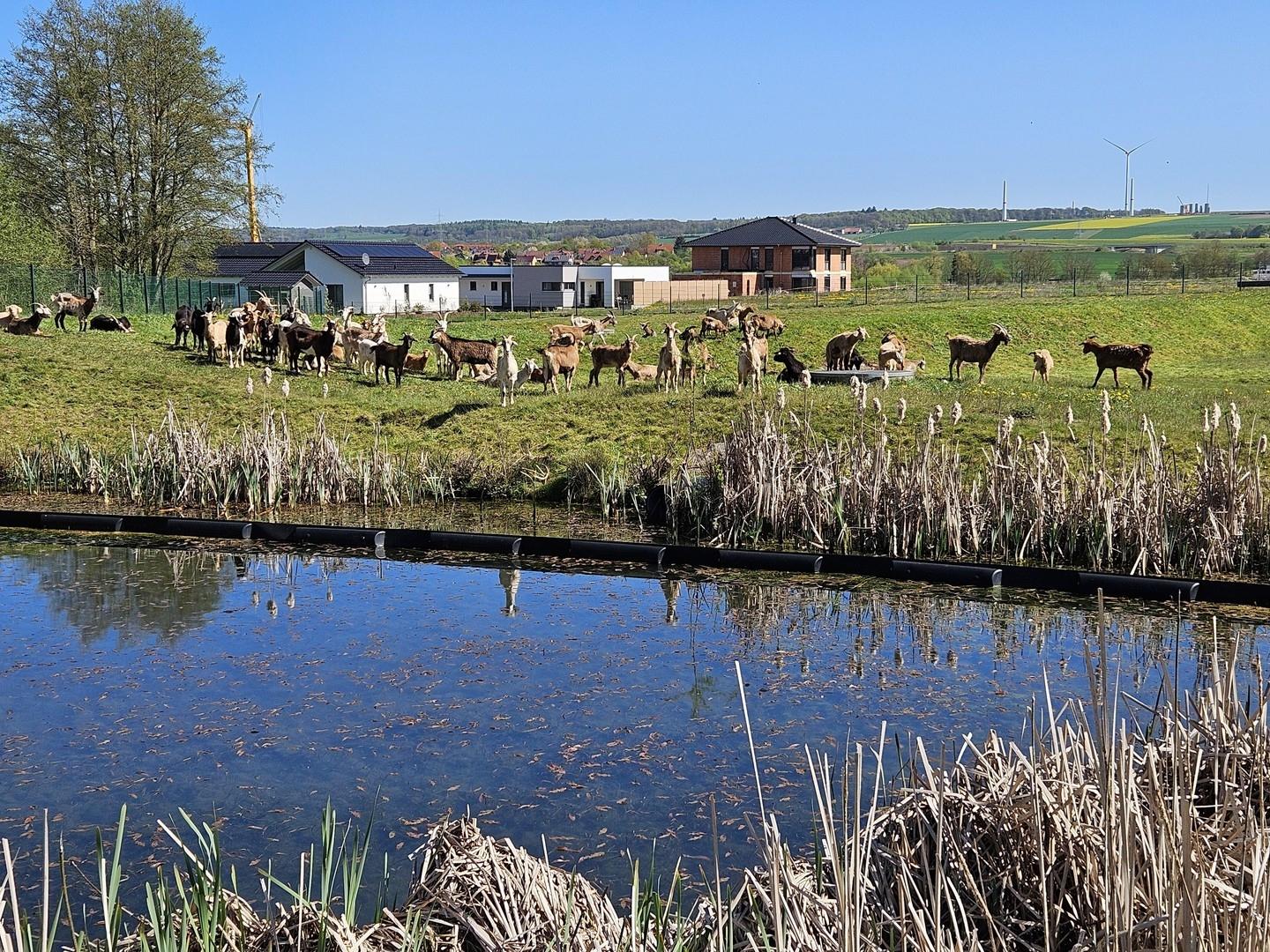 Tierpark Offenbergblick